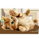 LiLiLoLi wish list item 2 thumbnail