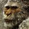 __Yeti__