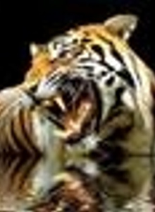 My Photos