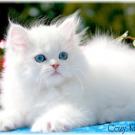 persian kitty