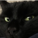 Panthereyes77 wish list item 3 thumbnail