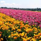 Wish to walk in a field of flowers