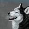 --HUSKY--