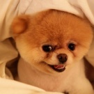 Pomeranian Spitz 