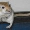 FatGerbil