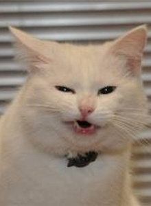 tip-tip-tip My Photos photo 3301214