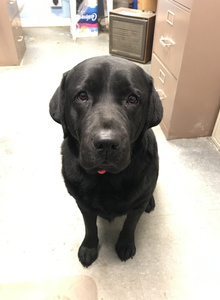 Maxbear1