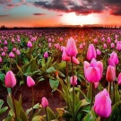 Lelo MONA Wave™ Deep Rose