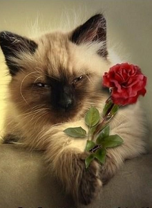 My Photos