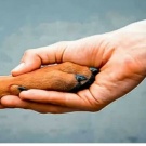 House to animals,love pets.