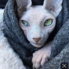 Sphynx (cat)