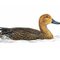 smart_duck93