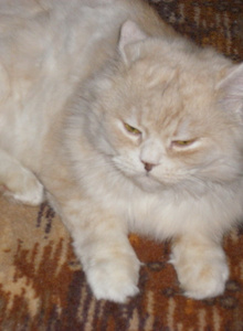 My Photos