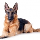 Большой, лохматый и верный друг)