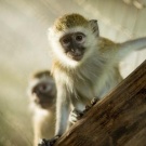 маленькая зеленая мартышка