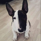 Bull terrier