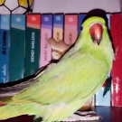 parrot