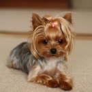 yorkie