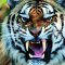 EbonyTiger