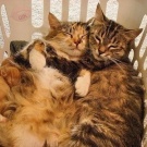 квартира и уют моя мечта жизни 