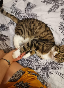 My pet. My favorite cat.