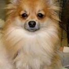 my doggy