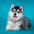 Щенок Хаски