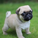 cachorro Pug