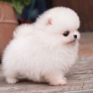 Cute dog