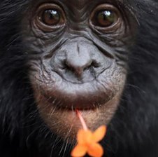 Bono-Bonobo