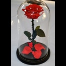 Роза в колбе