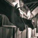 собственная конюшня