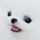 крякрякря
