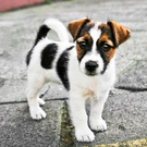  *My dream is a dog *