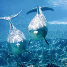Ocean