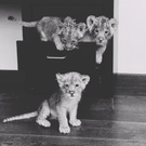 I want these cute kitties 