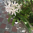 Уехать на остров. В тихом океане!!!