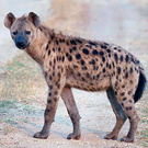 hyena