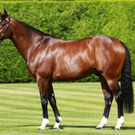 Потомок Frankel