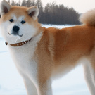 Akita-inu