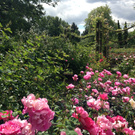 Rose garden