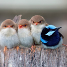 bird
