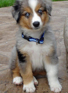 Roguish_Crown Kayla's new puppy photo 5434594