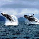 whales