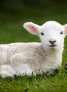 LambyGirl My Photos photo 4515434