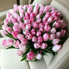 favorite tulips