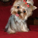 Yorkie
