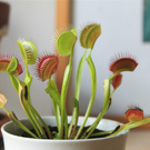 Flycatcher plant