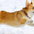 Welsh Corgi Pembrok Male Puppy