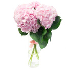 Hydrangeas